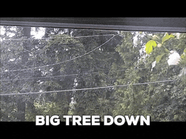 tiffanypitts tree down cutting ree GIF