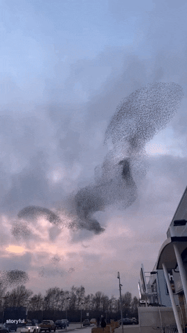 Sunset Starlings GIF by Storyful