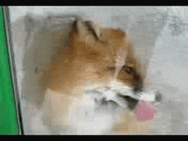 giphy capture firefox