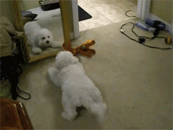 Image result for dog mirror scared gif