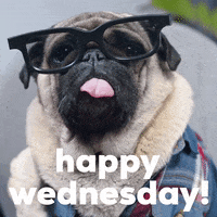 Wednesday Morning Dog GIF by GIPHY Studios Originals