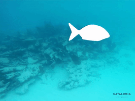 adrymayen pez catalonia GIF