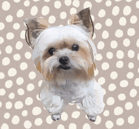 Ni kimi yorkie GIF - Encontrar em GIFER