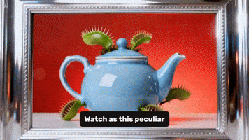 Venus Flytrap Drawing GIF by TeaCosyFolk