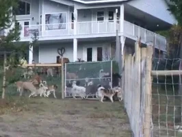 who let the dogs out home GIF