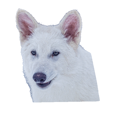 Dire Wolf Sunglasses Sticker by Colossal