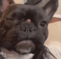 Dog Reaction GIF by TikiIndia