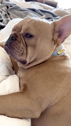 Video gif. Bulldog has just woken up from a nap and gives us the side eye as it gets pet.