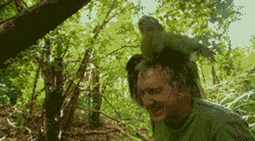 Kakapo GIFs - Find & Share on GIPHY