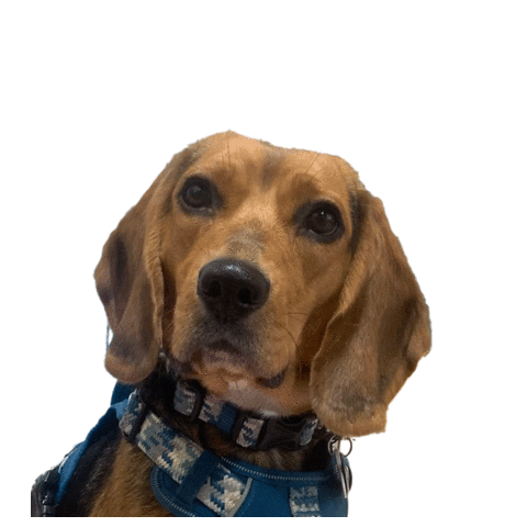 Dogs Love Sticker by Syzygy Events