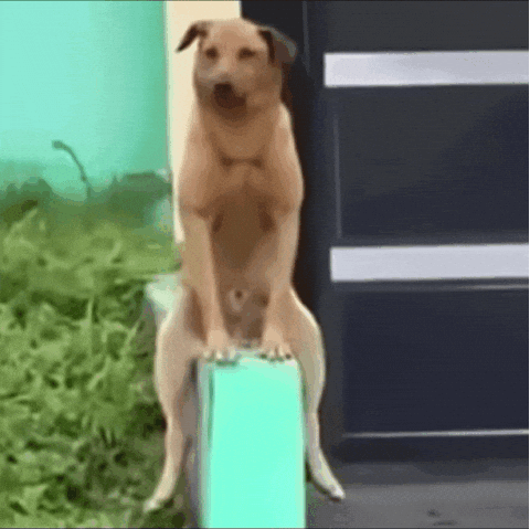 Dog Puppy GIF