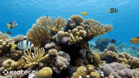 KraterAI-fish-tropical-reef-Cw3mpQtvi30IIfThmj