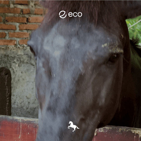 Uts GIF by Eco