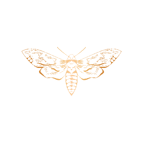 Golden Moth Sopot Sticker