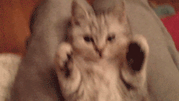 Cat Paws GIF