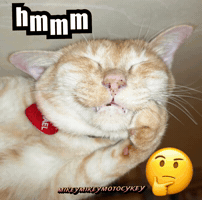 Thinking Funny Cat GIF
