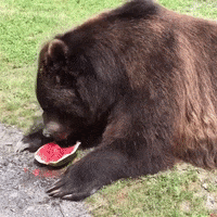 Bears Watermelon GIF by Storyful