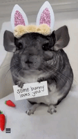 'Some Bunny Loves You': Chinchilla Has Easter Msg