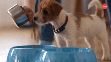 Dog Food Dogs GIF by BuzzFeed