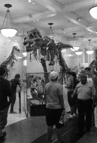 american-museum-of-natural-history-museumgifs-D0CdAhLDkmhEs