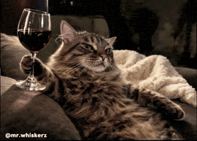 Funny Cat GIF