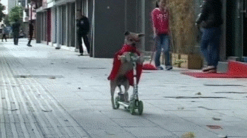 scooter GIF