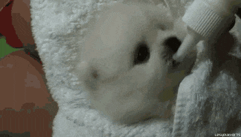 safe for work puppy GIF