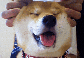 doge shiba GIF