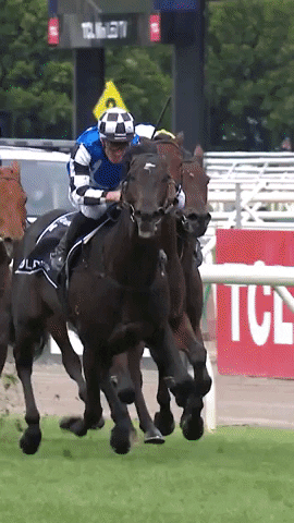 Winning Melbourne Cup GIF by World Horse Racing