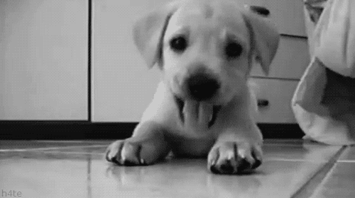 black and white dog GIF