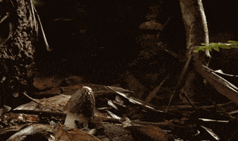 Mushroom Goring GIF