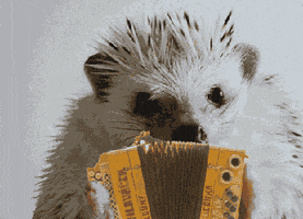 hedgehog accordion GIF