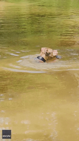 Dogs Swimming GIF by Storyful