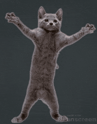 cat dance gif