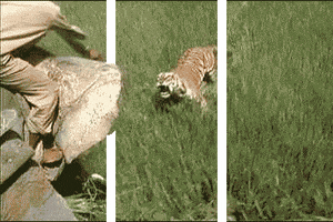 bengal tiger travel GIF