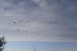 Canada Geese GIF by U.S. Fish and Wildlife Service