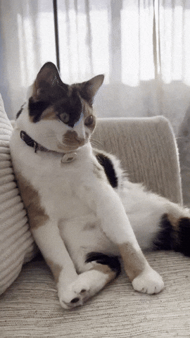 Cat Sitting GIF
