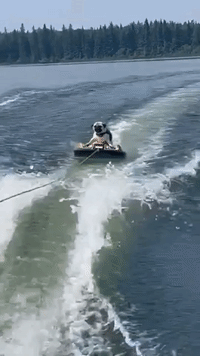 Pug Rides Kneeboard Like a Pro