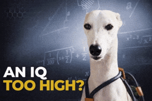 Iq Smart Dog GIF