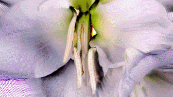 Billie Eilish Flowers GIF by Canek