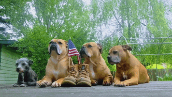 Memorial Day Dogs GIF by Storyful