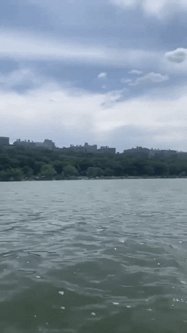 Hudson River Dolphins GIF by Storyful