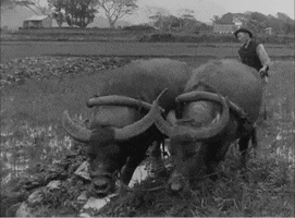 Water Buffalo Vintage GIF by US National Archives