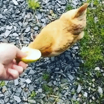 skocz kurczaka GIF