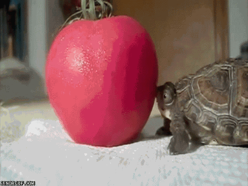 Turtle GIF by Cheezburger