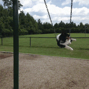 Sex Swing GIFs - Find & Share on GIPHY
