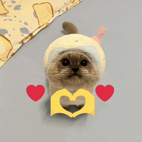 Cat Love GIF