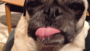 tongue pug GIF