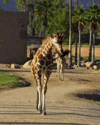 happy giraffe gif