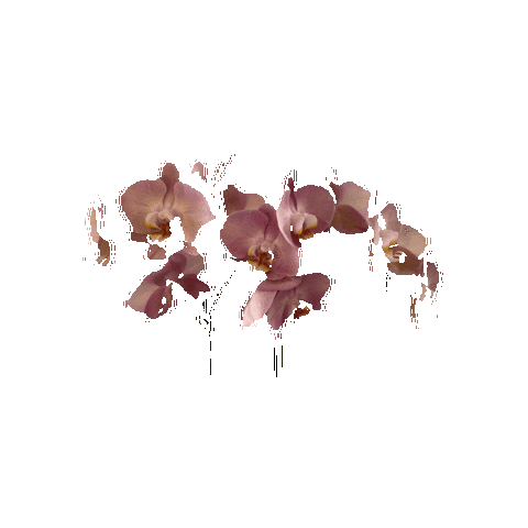 Flower Blooming Sticker By Justin For Ios Android Giphy